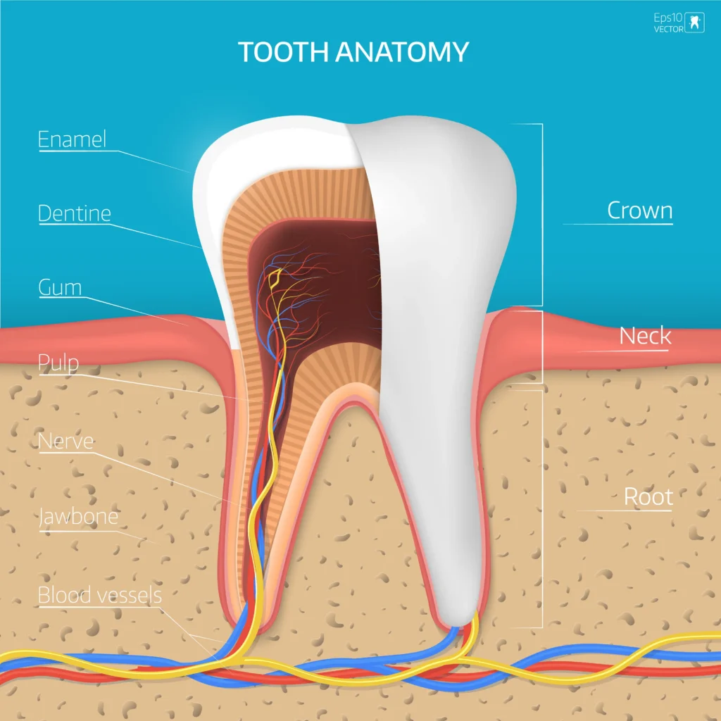 Illustration showing tooth anatomy, gums, roots and supporting structures